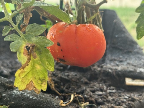 By-Tor container garden materr.jpg